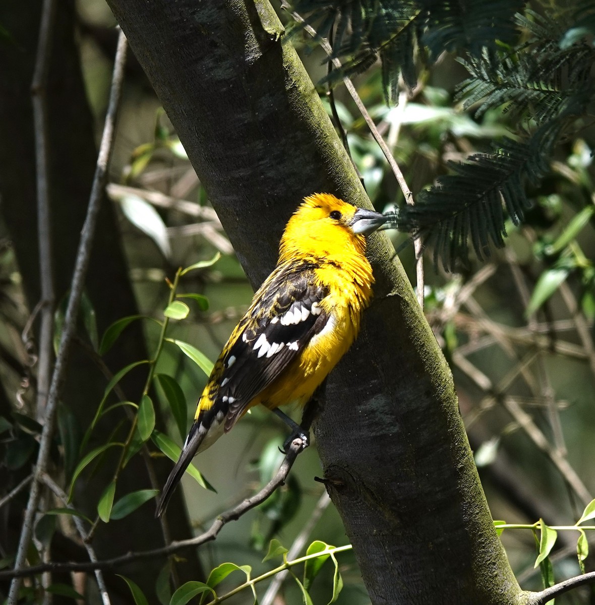 Golden Grosbeak - Nancy Edmondson