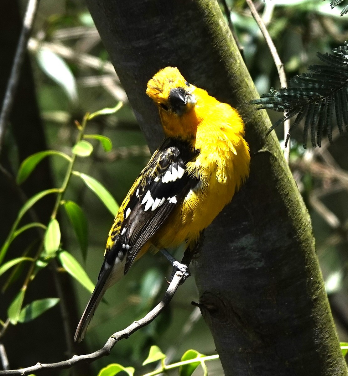 Golden Grosbeak - Nancy Edmondson