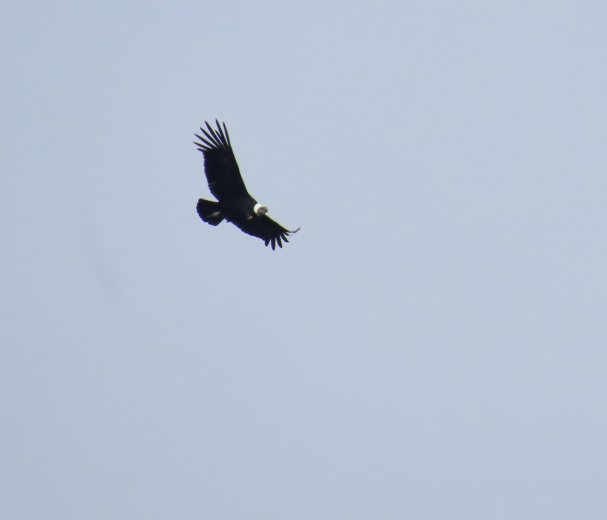 Andean Condor - Ray Duffy