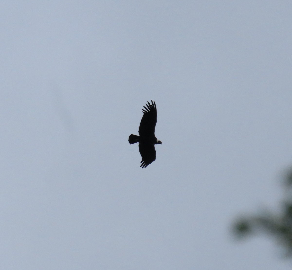 Andean Condor - Ray Duffy