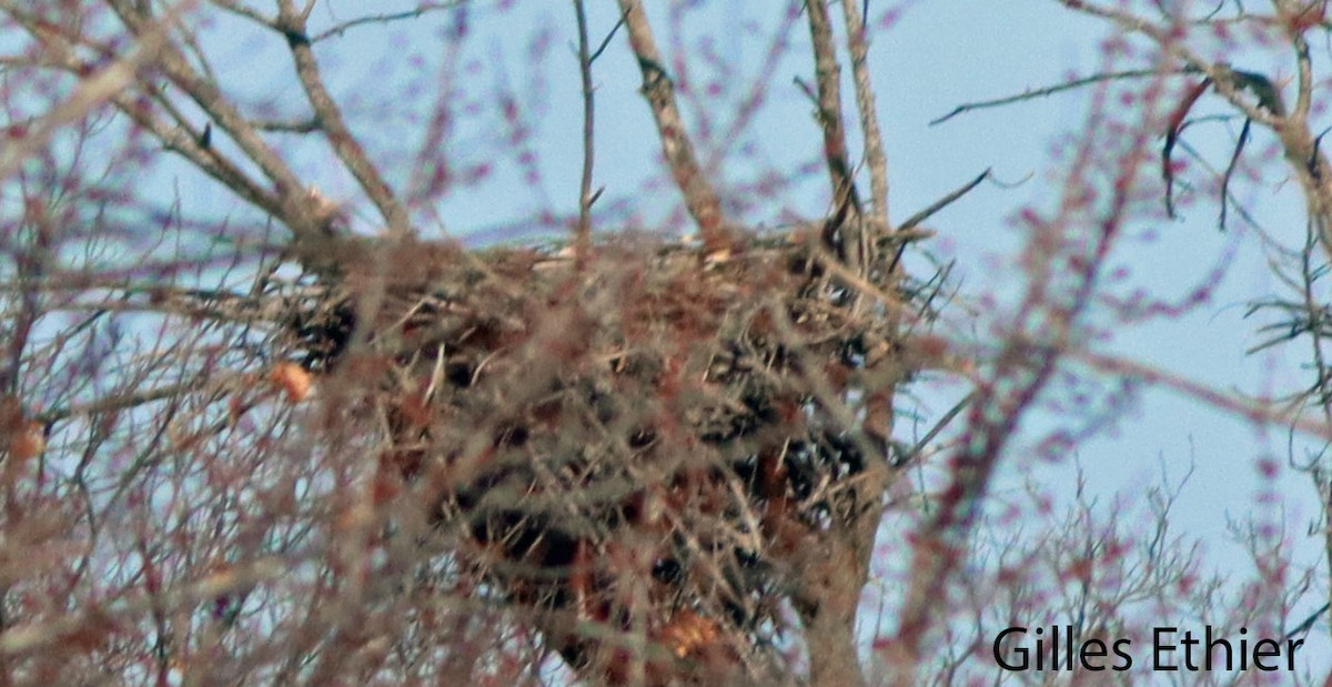 Bald Eagle - ML615806152