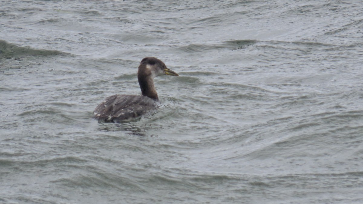 Red-necked Grebe - ML615806155
