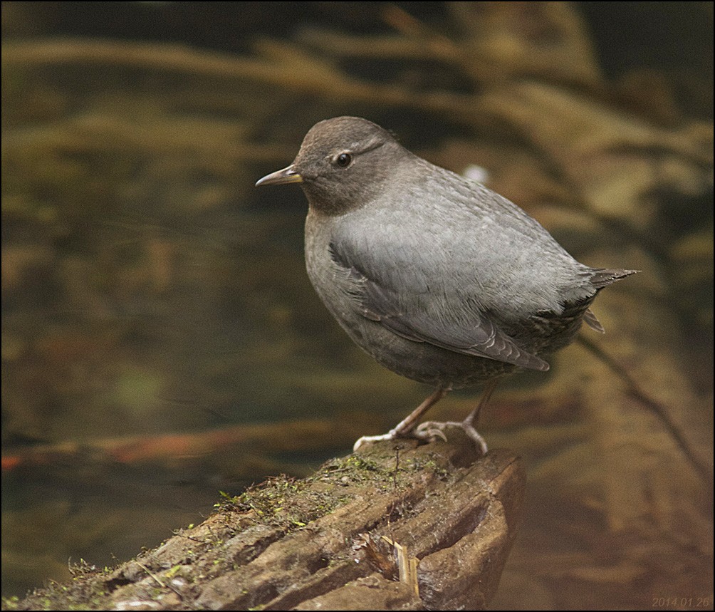 American Dipper - ML615806161