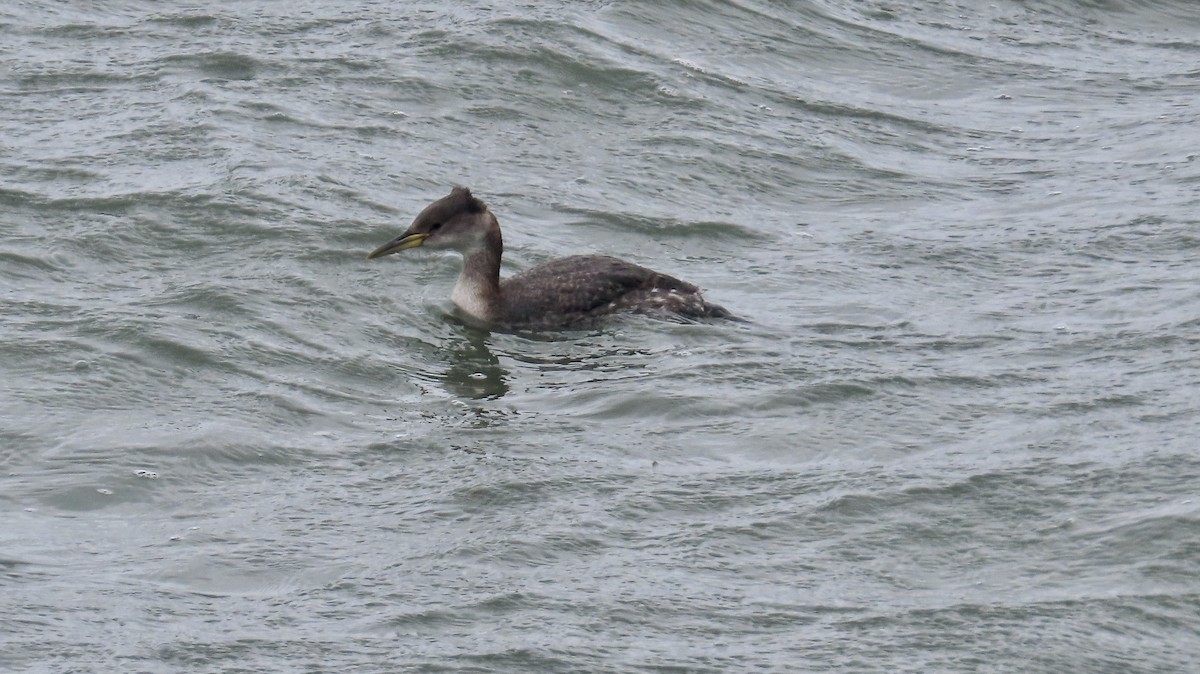 Red-necked Grebe - ML615806168