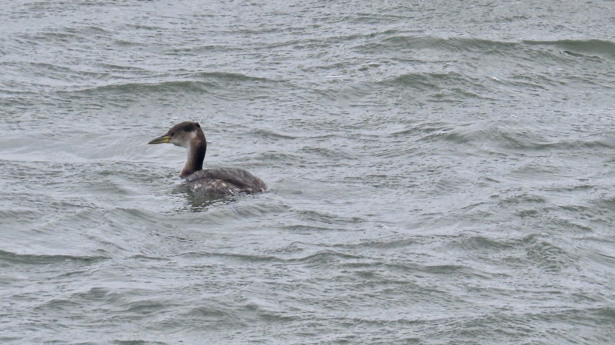 Red-necked Grebe - ML615806169