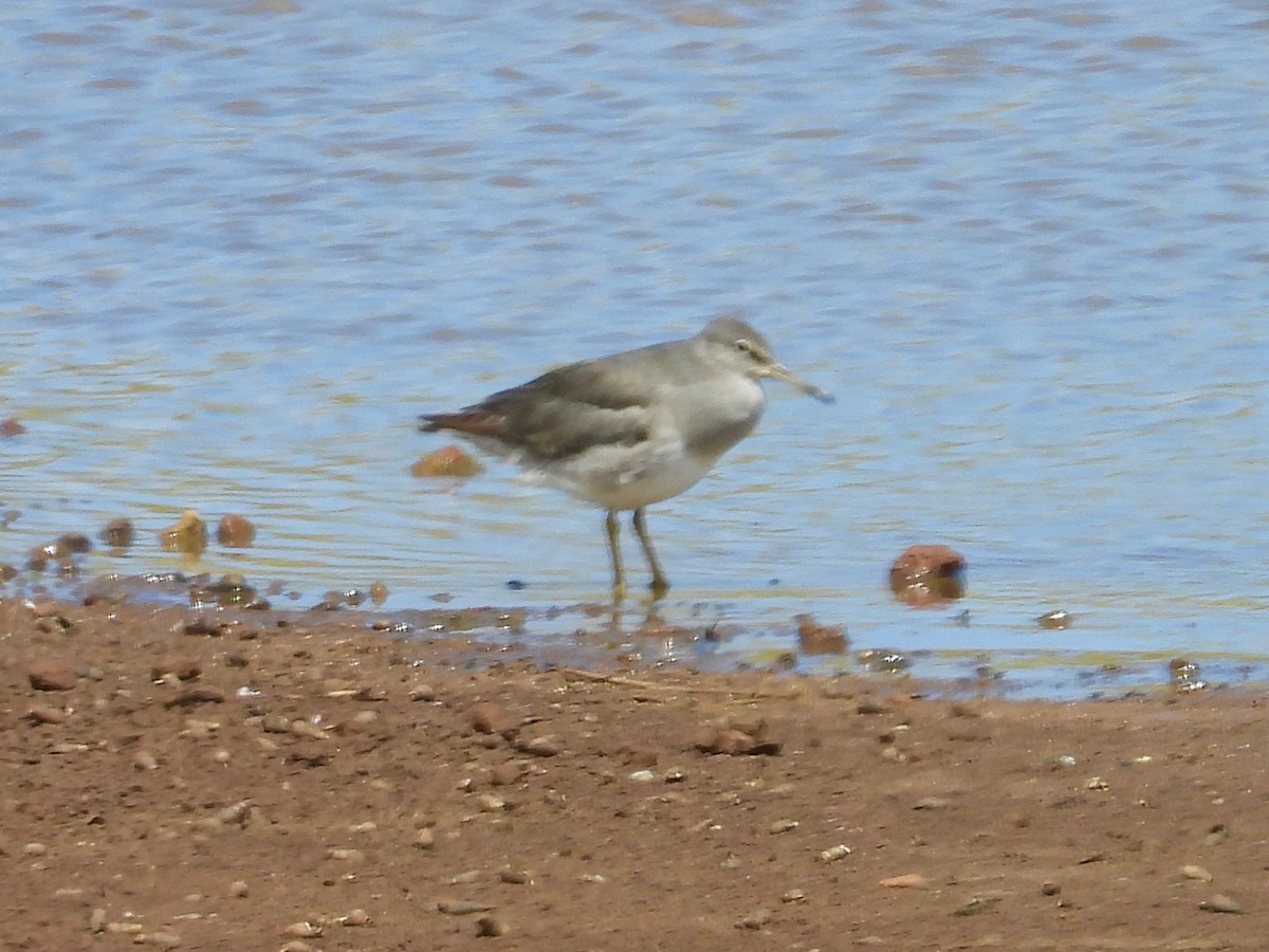 Wandering Tattler - ML615806190