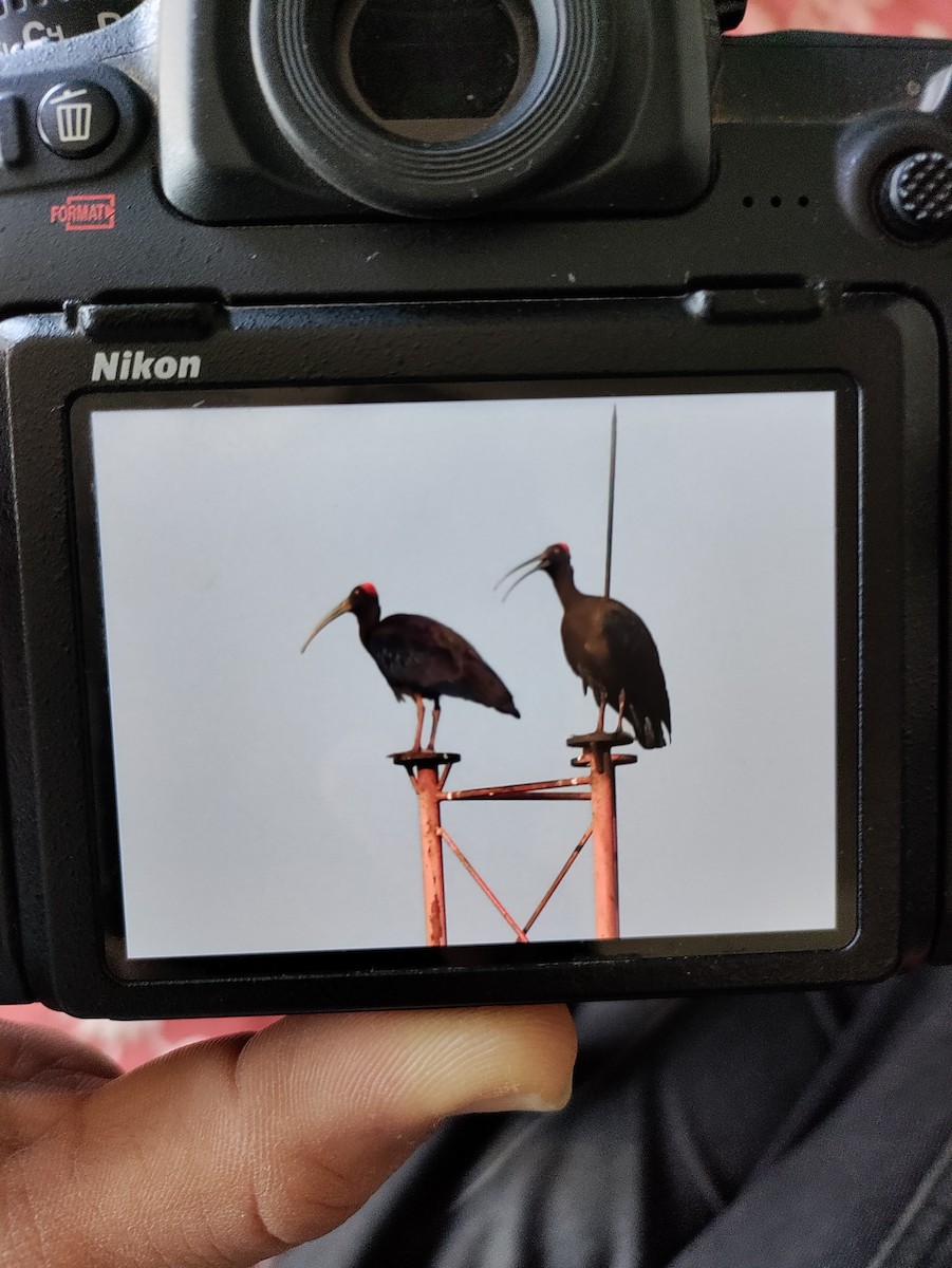 Red-naped Ibis - ML615806199