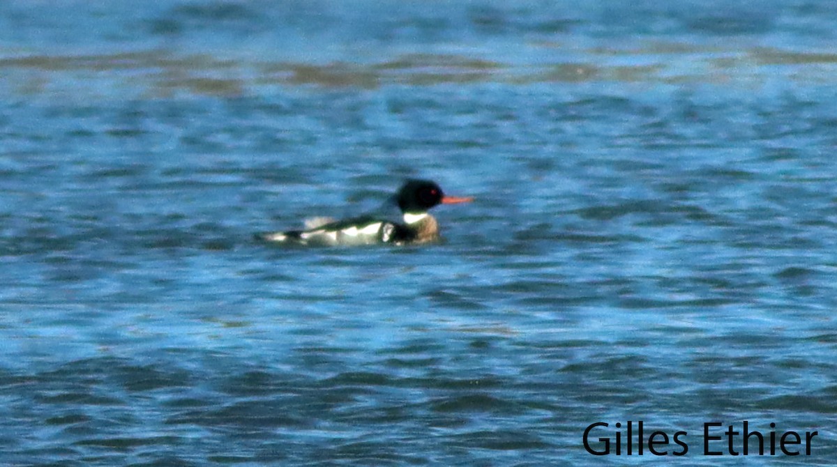 Red-breasted Merganser - Gilles Ethier