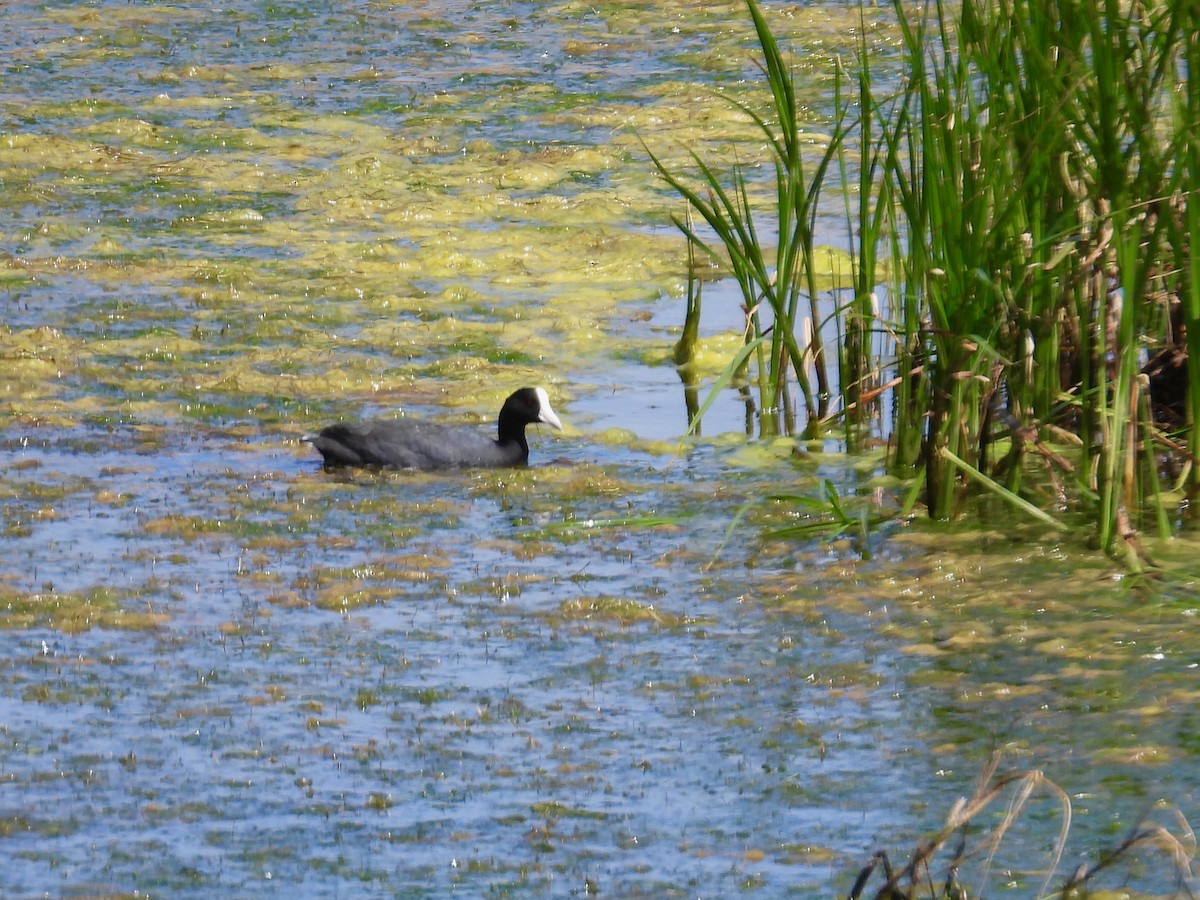 Hawaiian Coot - ML615806209