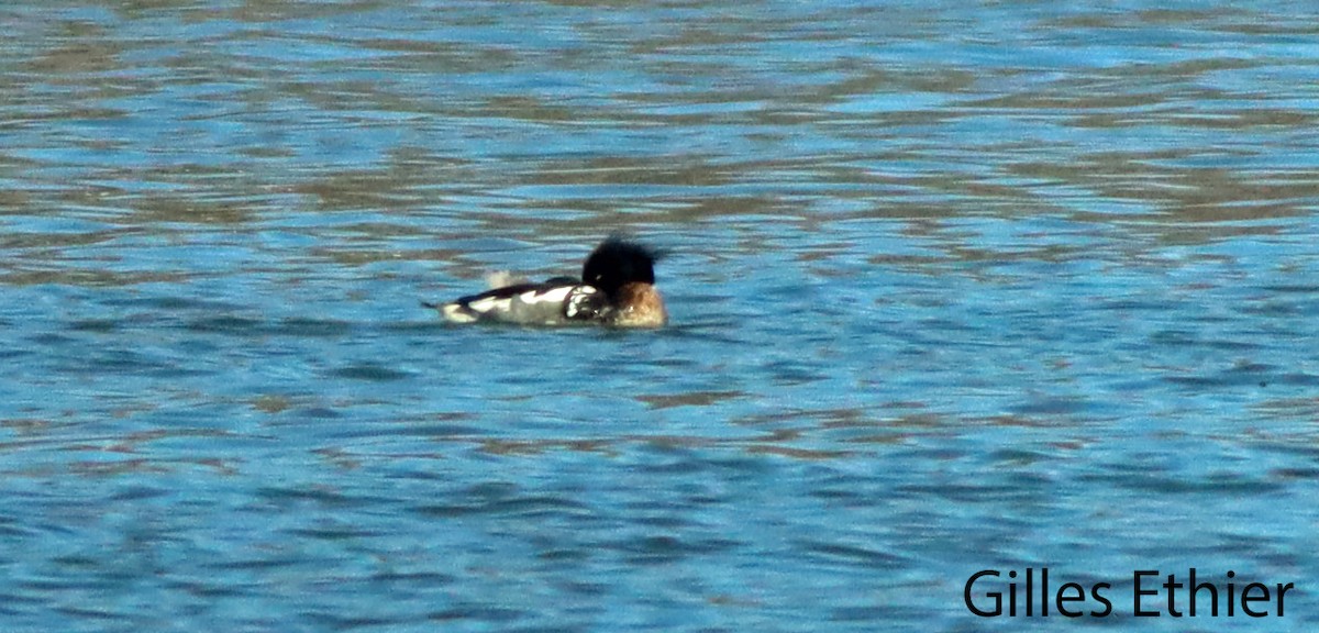 Red-breasted Merganser - ML615806220