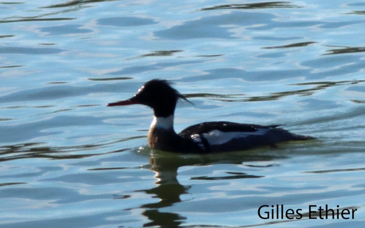 Red-breasted Merganser - ML615806230