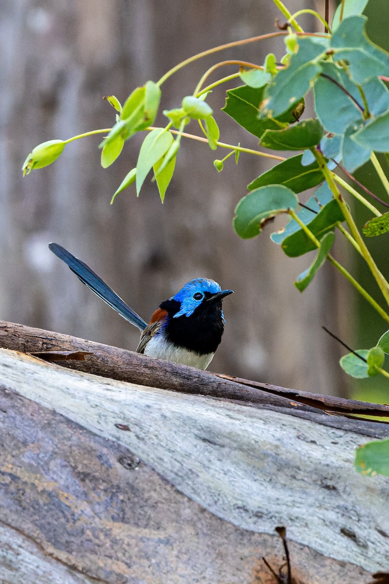 Variegated Fairywren - ML615806239