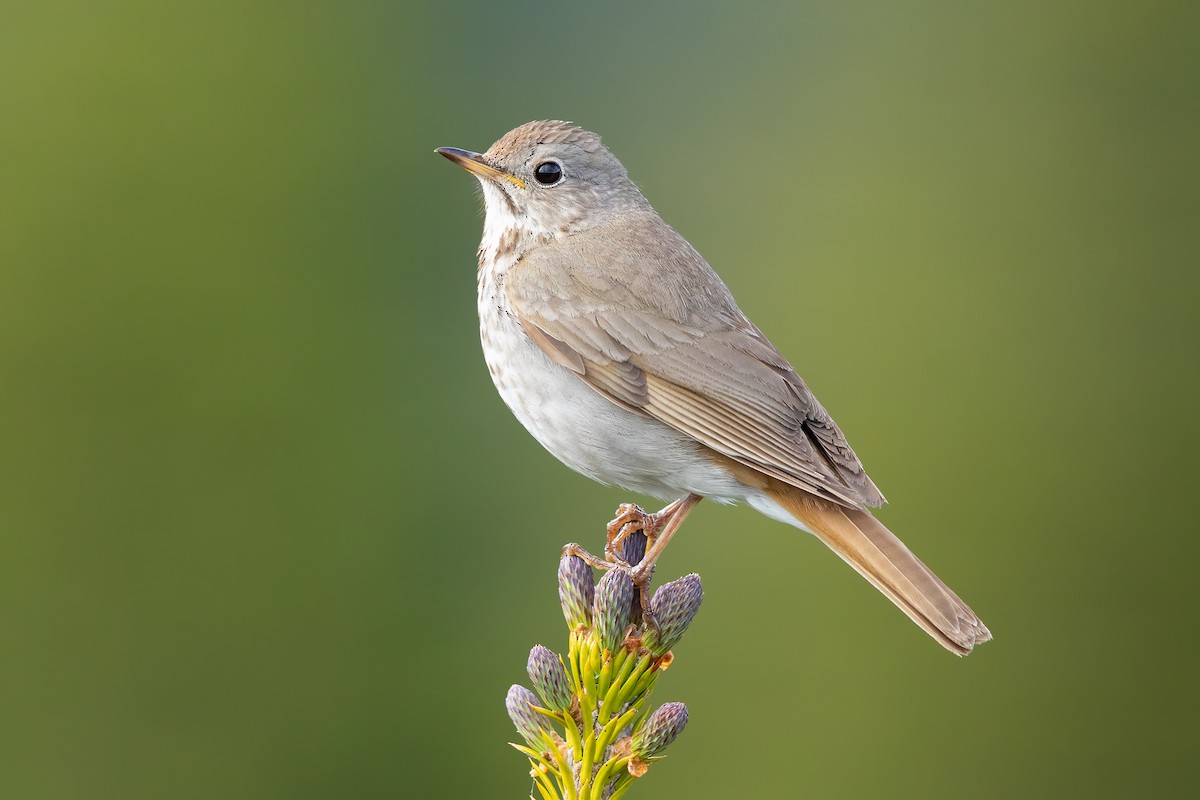 Hermit Thrush - ML615806288