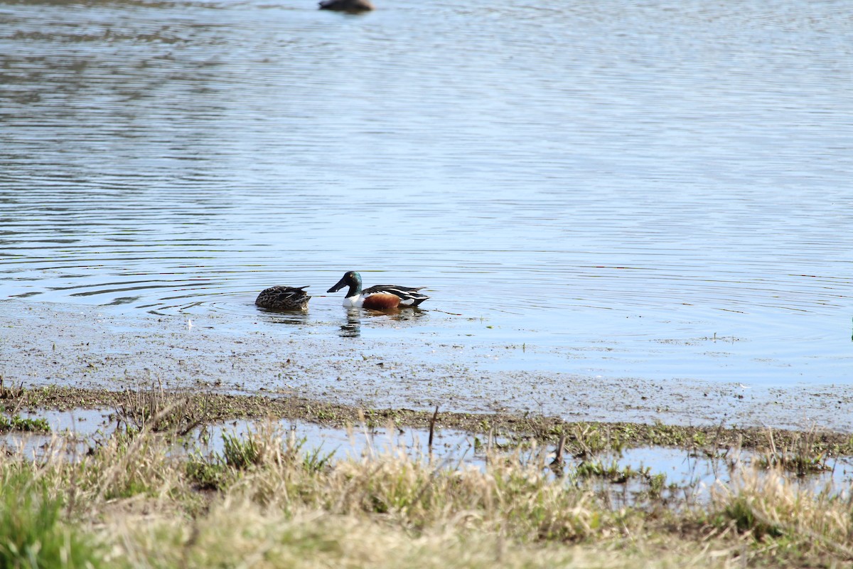 Northern Shoveler - ML615806306