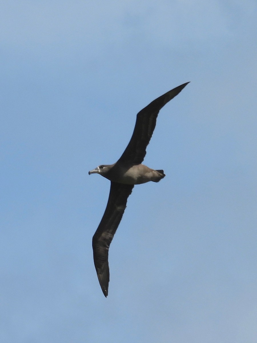Black-footed Albatross - ML615806316