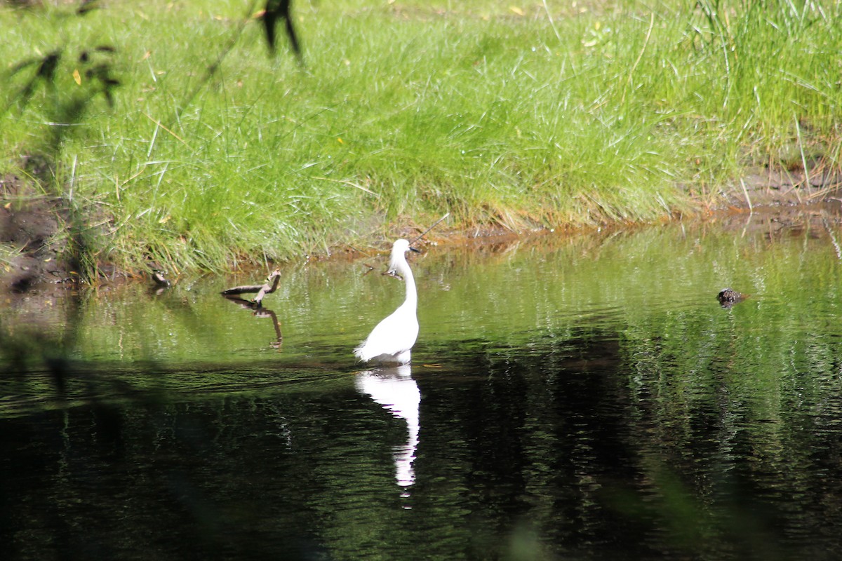 Snowy Egret - ML615806394