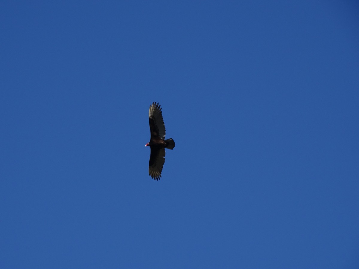 Turkey Vulture - ML615806424