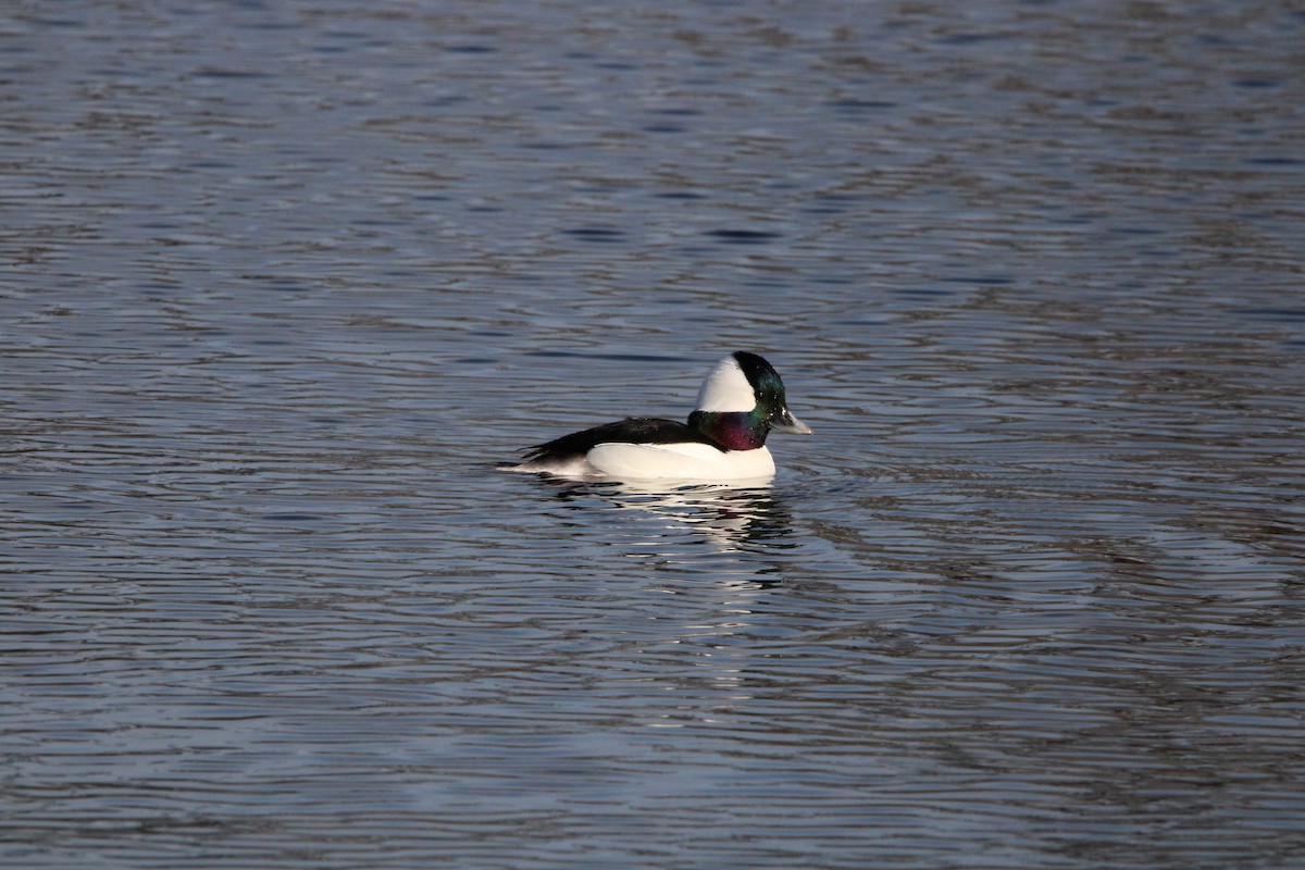 Bufflehead - ML615806469