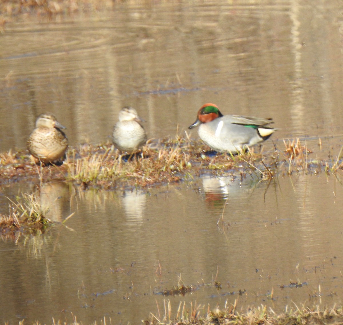 Green-winged Teal (American) - Don Clark