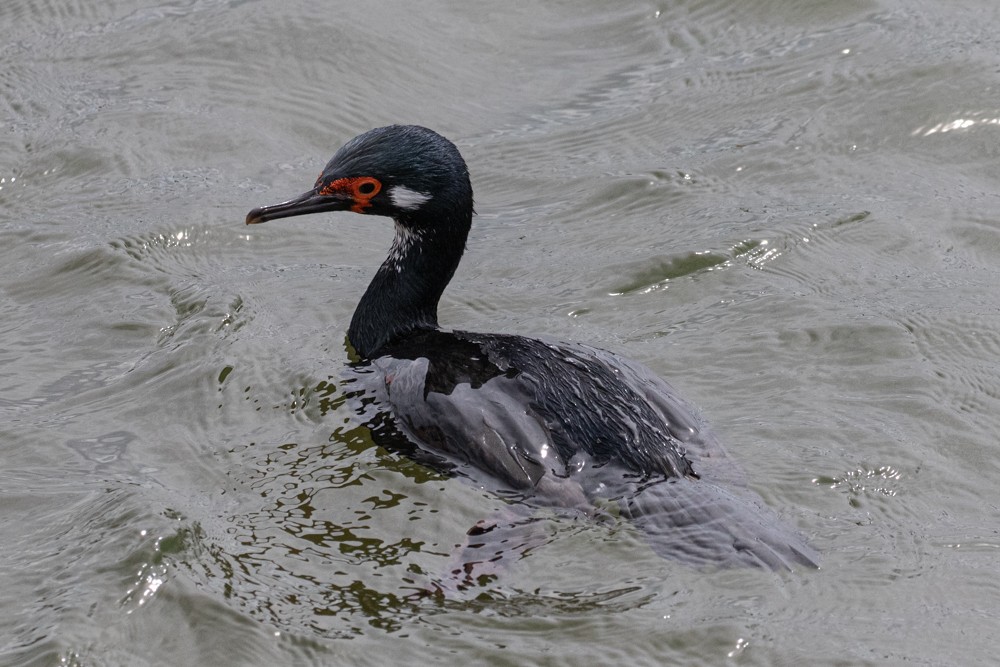 Magellanic Cormorant - Denis Corbeil