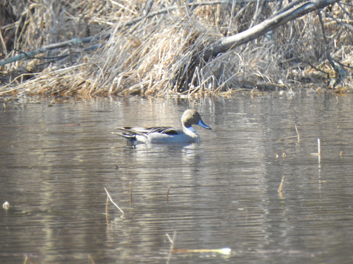 Northern Pintail - Don Clark