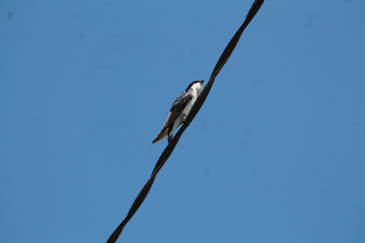 Chilean Swallow - ML615806668