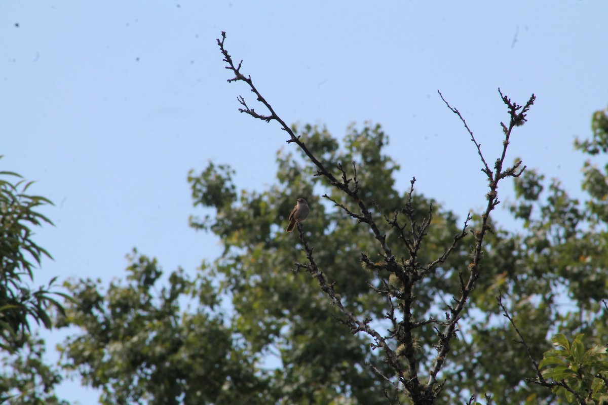 House Wren - ML615806683