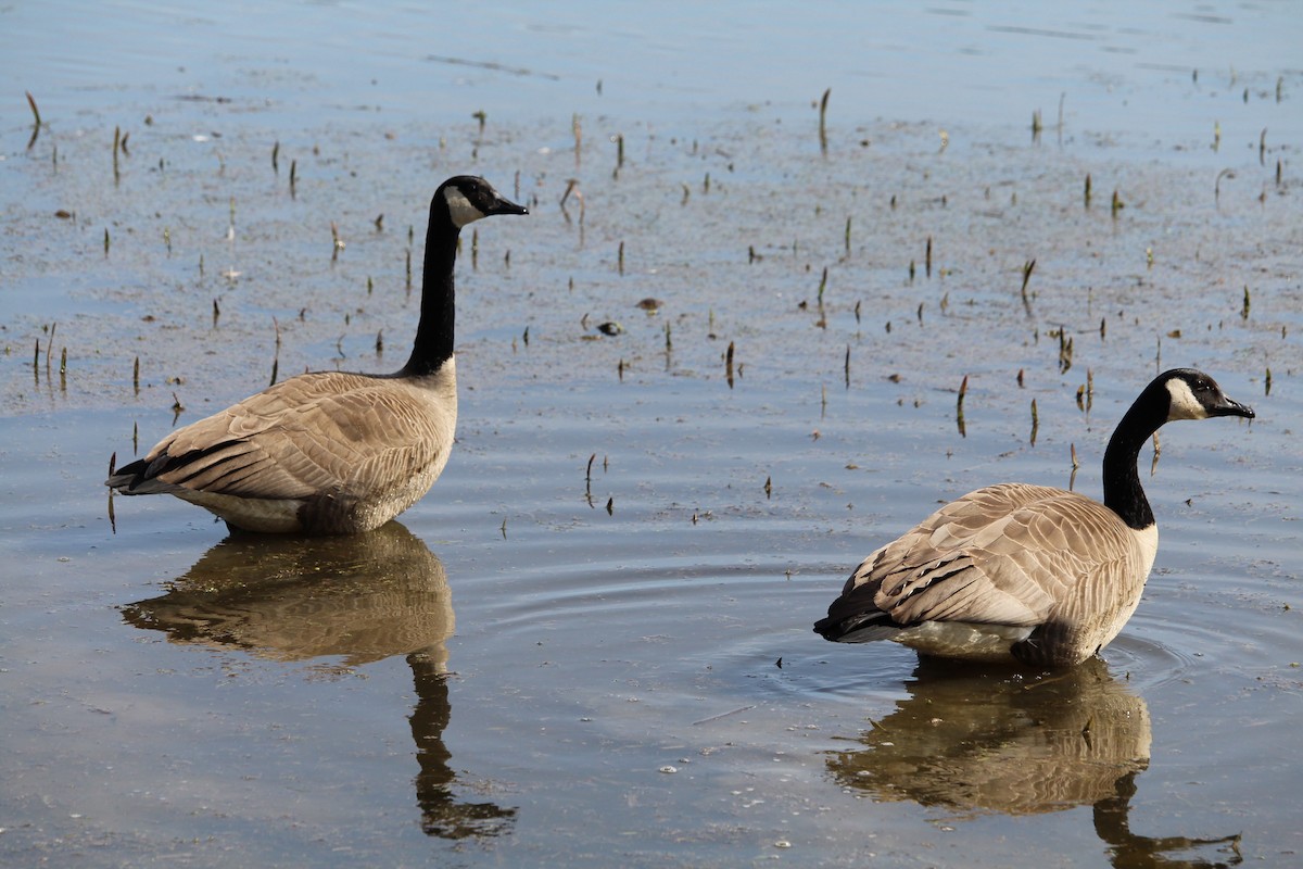 Canada Goose - ML615806714