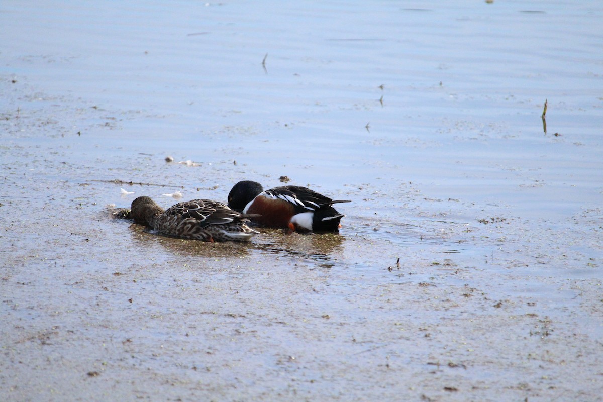 Northern Shoveler - ML615806730