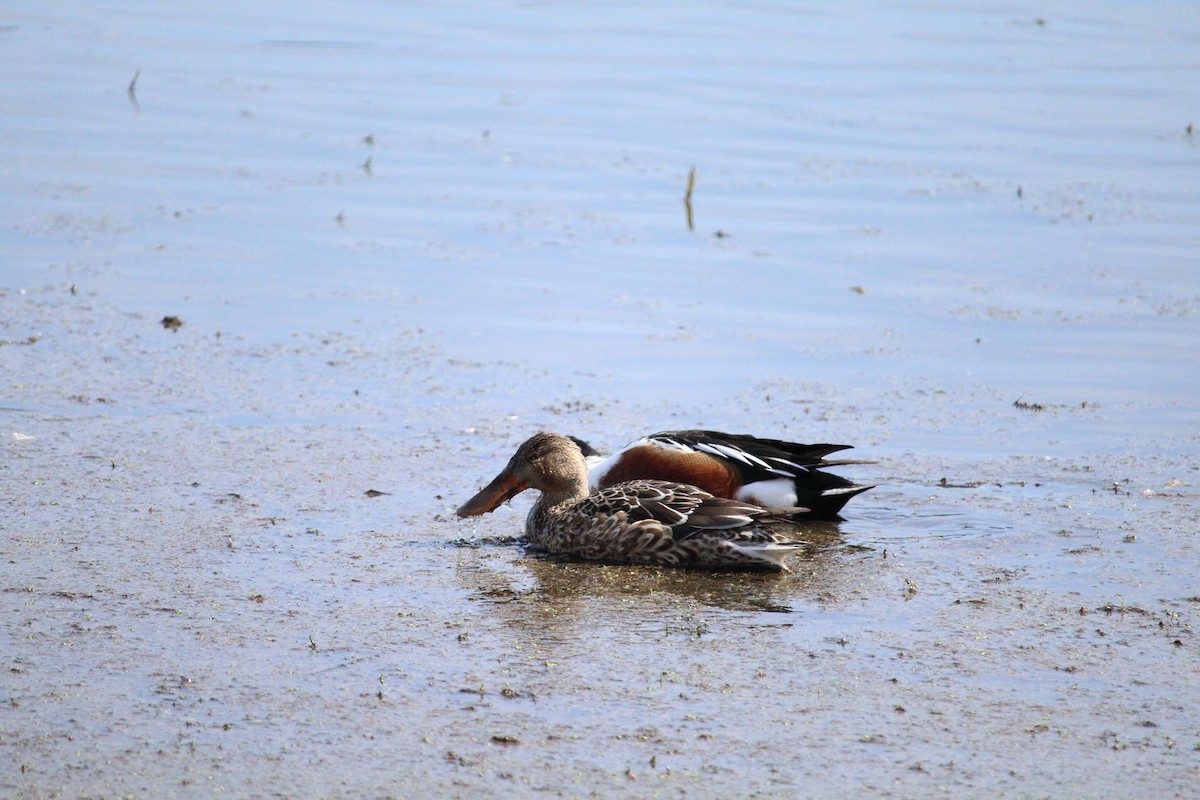 Northern Shoveler - ML615806737