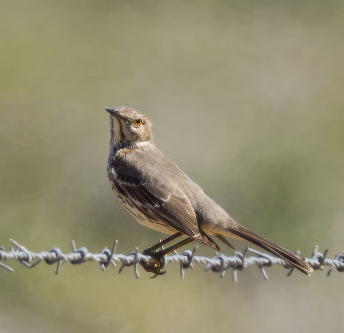 Sage Thrasher - ML615806774