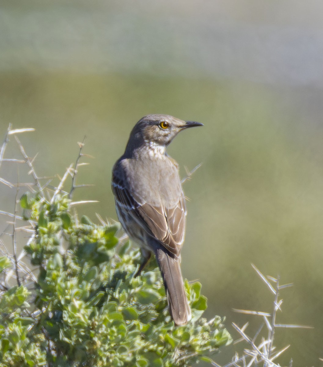 Sage Thrasher - Roger Uzun