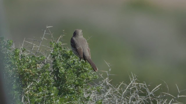 Sage Thrasher - ML615806777