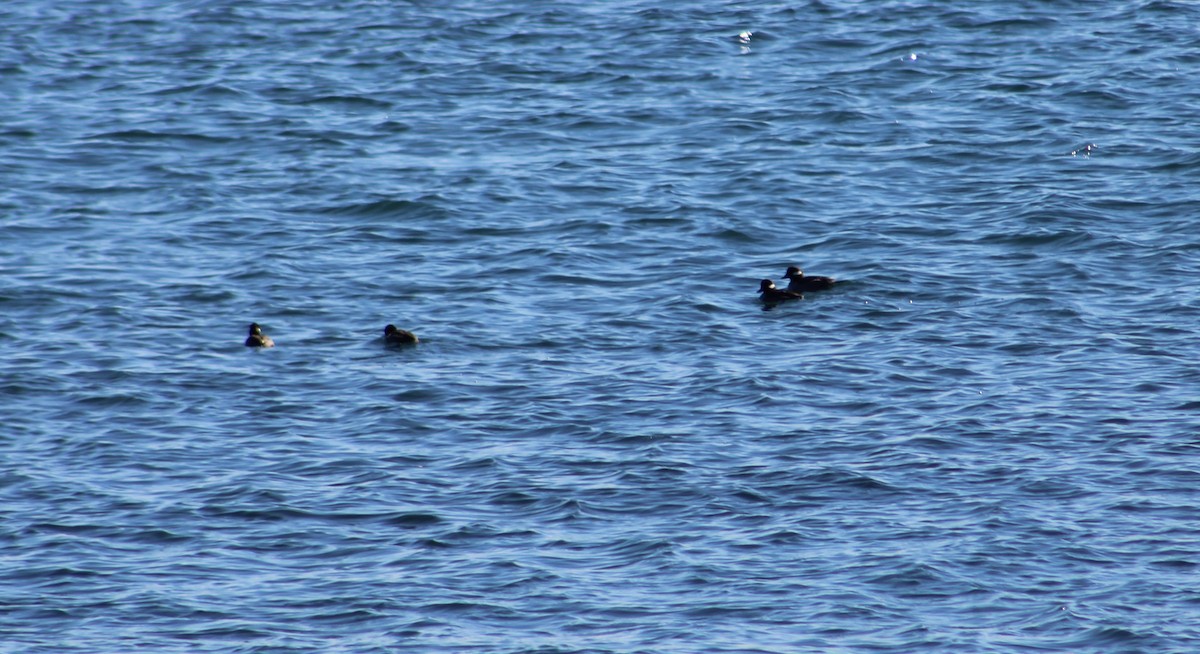 Bufflehead - Fritz (Boch) Hoeflein