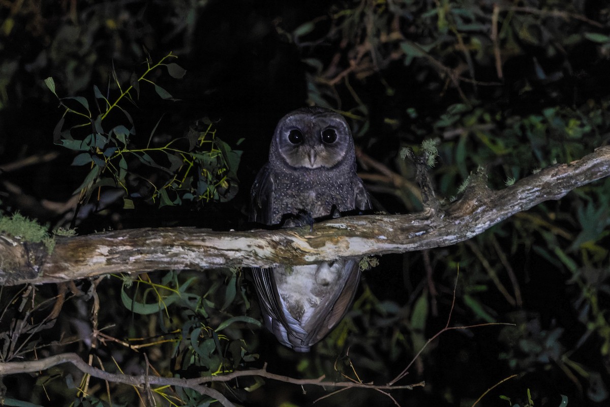 Sooty Owl (Greater) - ML615806916