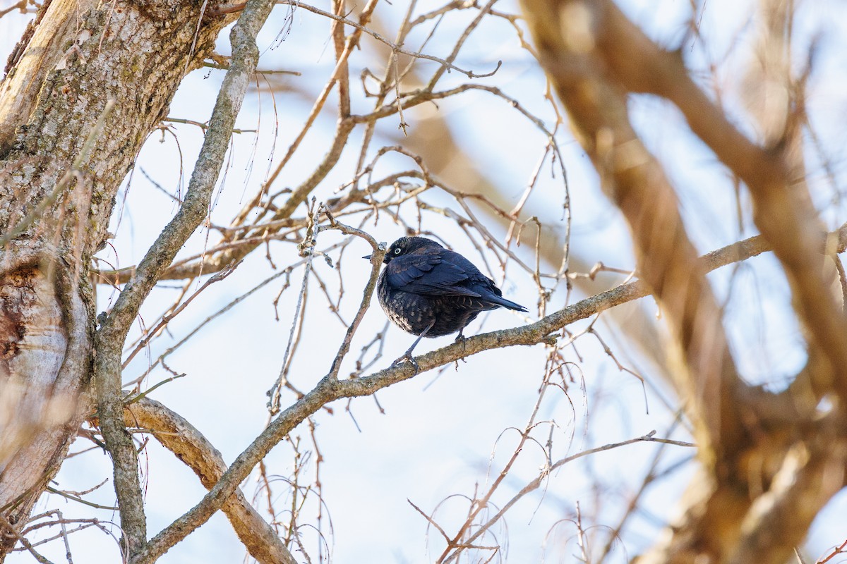 Rusty Blackbird - Leena M