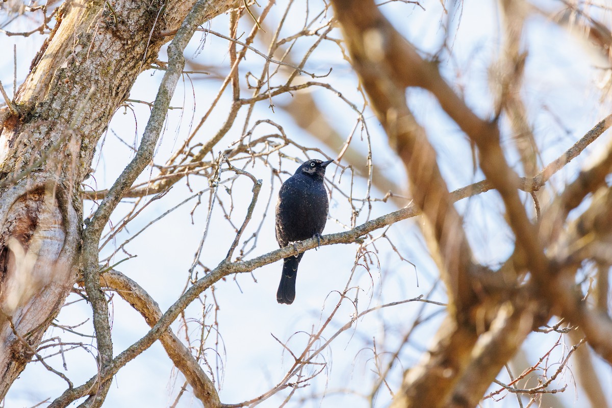 Rusty Blackbird - ML615807067