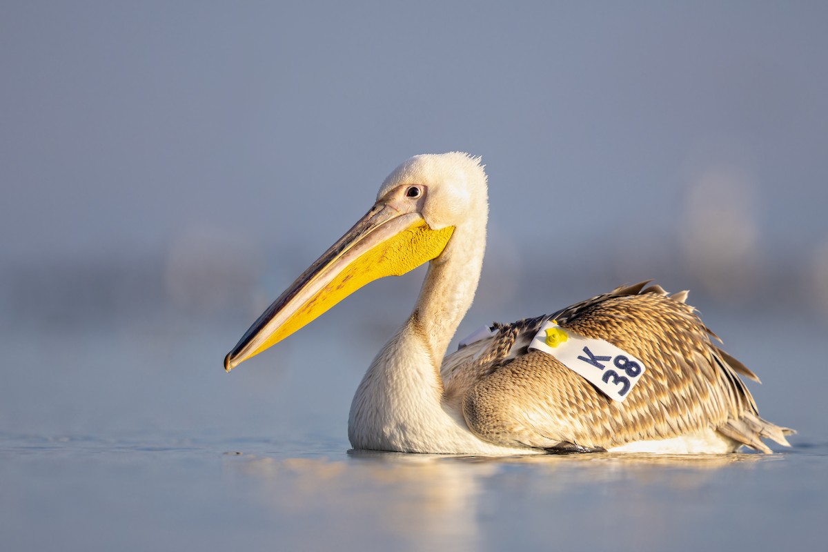 pelikán bílý - ML615807082