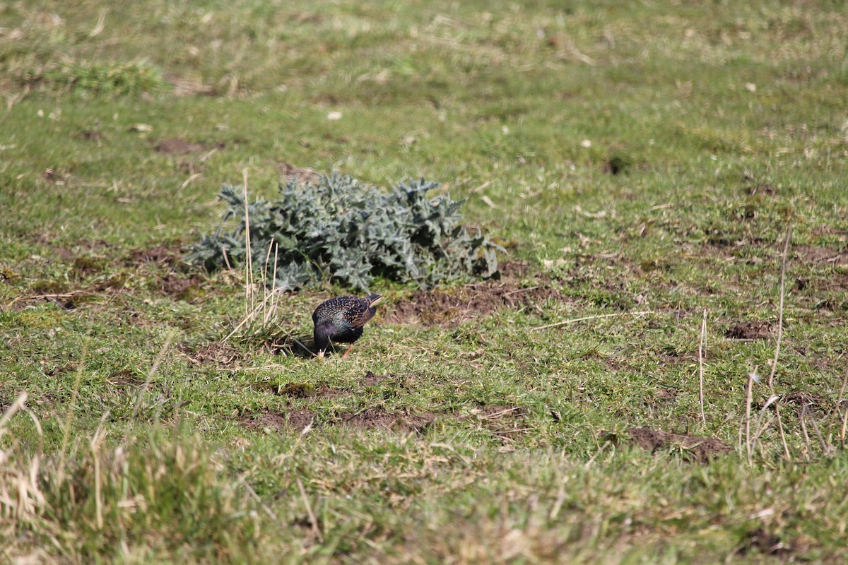 European Starling - ML615807102