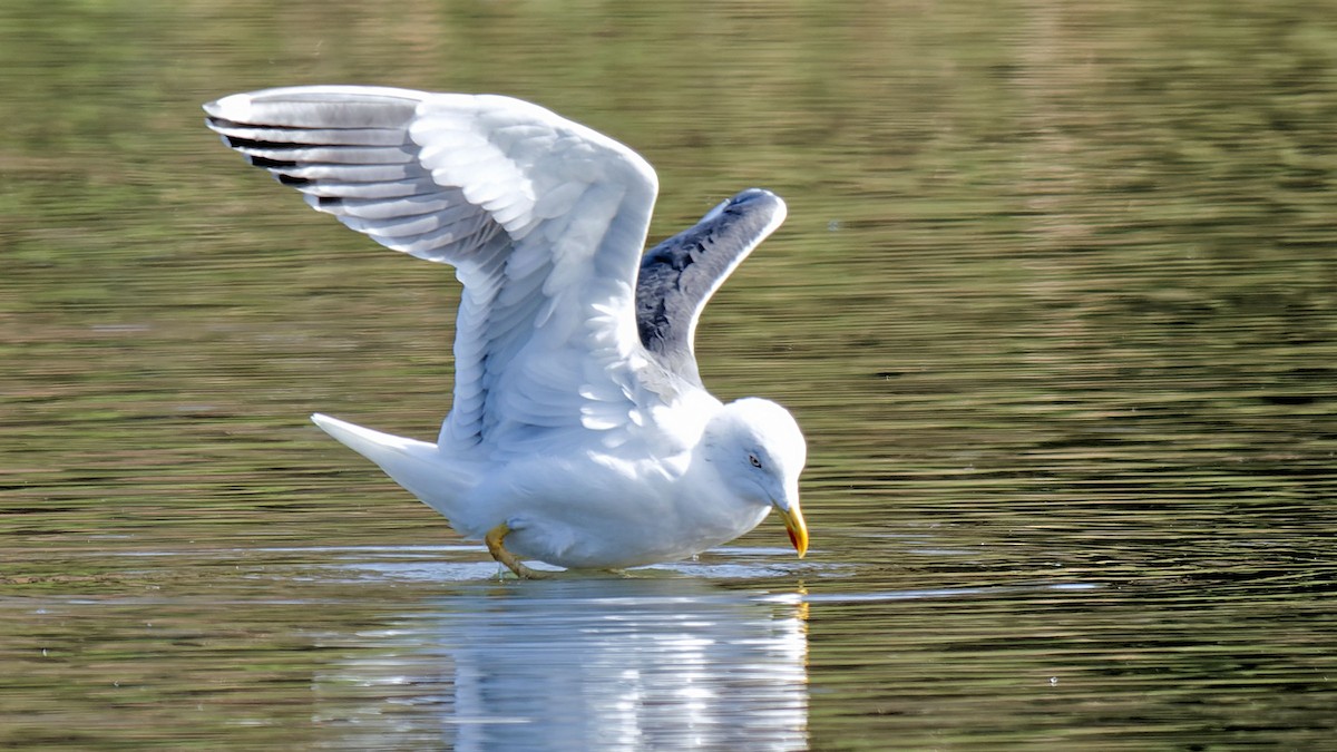 Lesser Black-backed Gull - Craig Becker