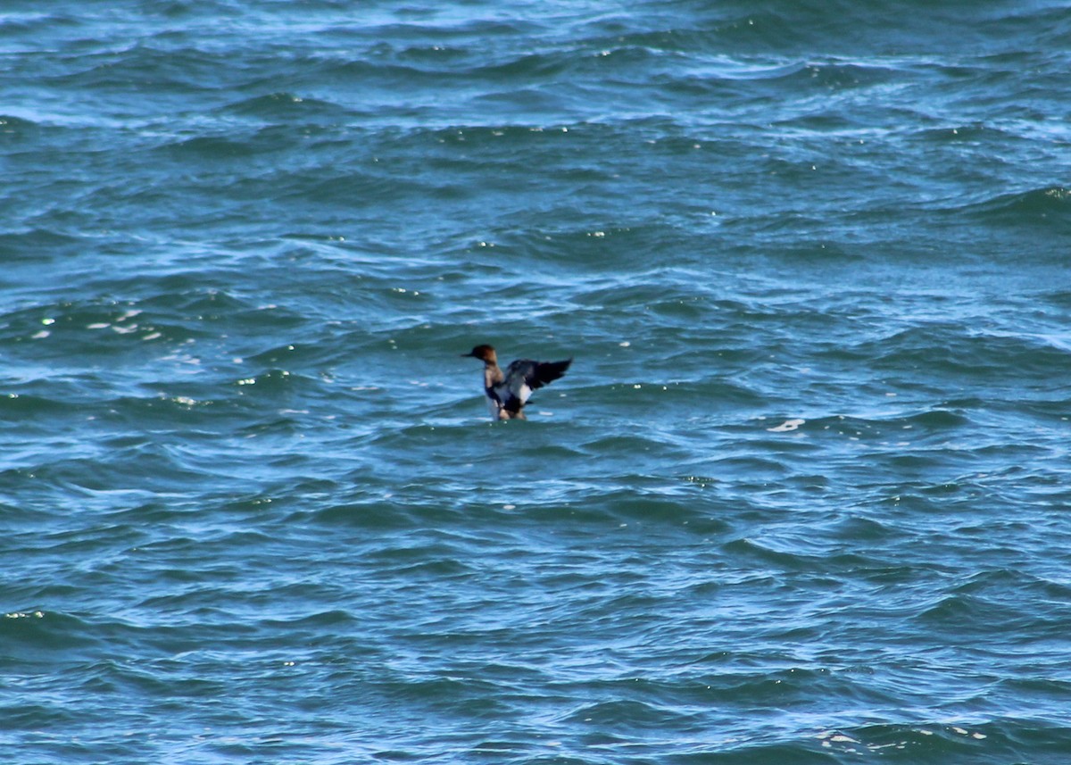 Red-breasted Merganser - ML615807181