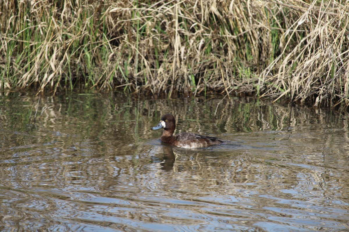 Greater Scaup - Casey Moore-Harris