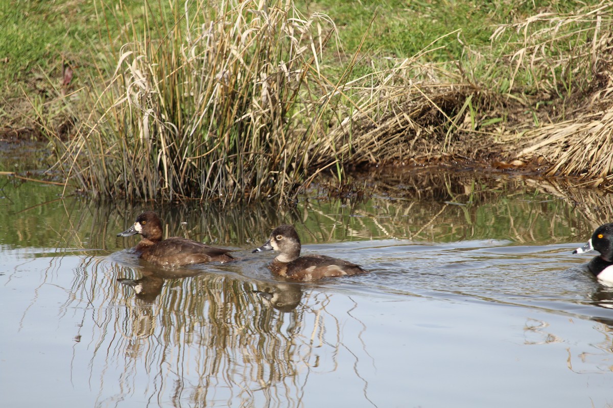 Greater Scaup - Casey Moore-Harris