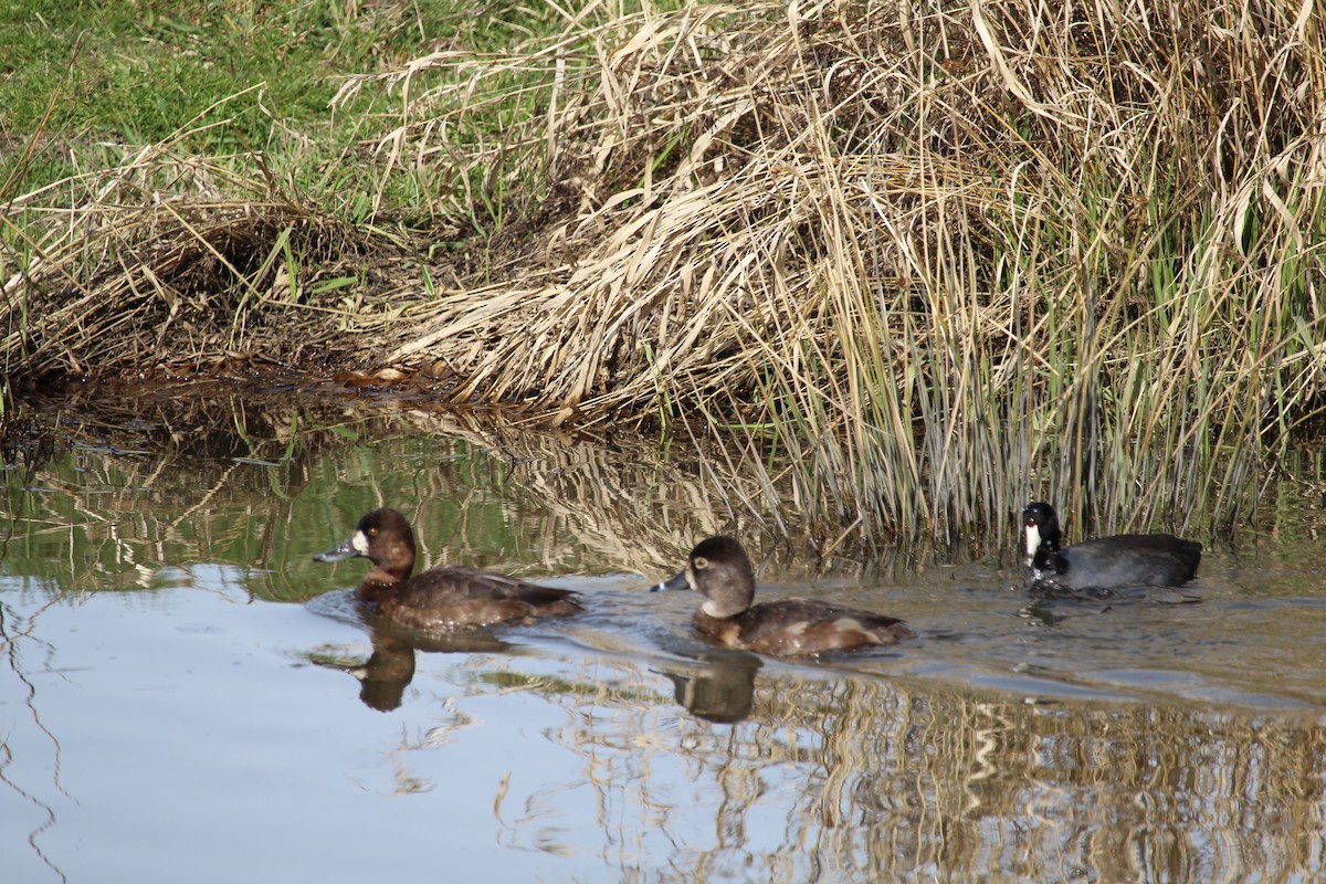 Greater Scaup - Casey Moore-Harris