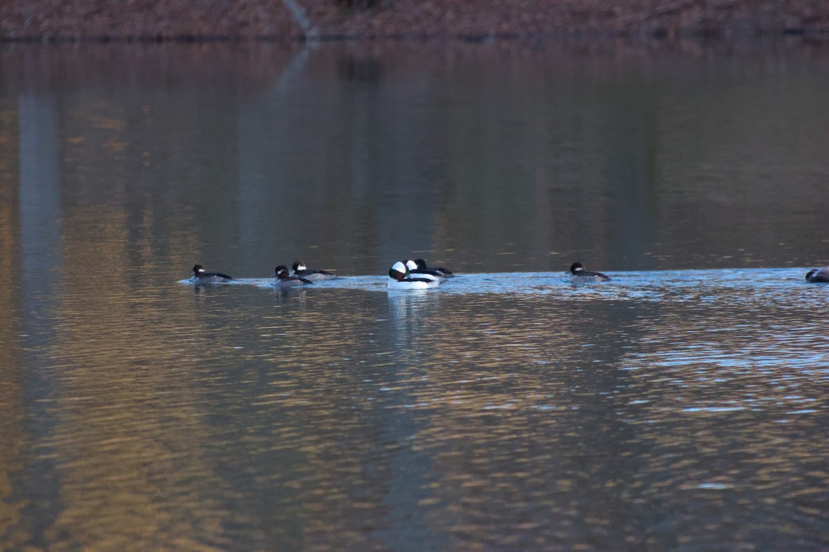 Bufflehead - ML615807328
