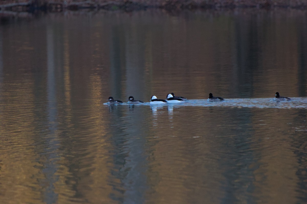 Bufflehead - ML615807329