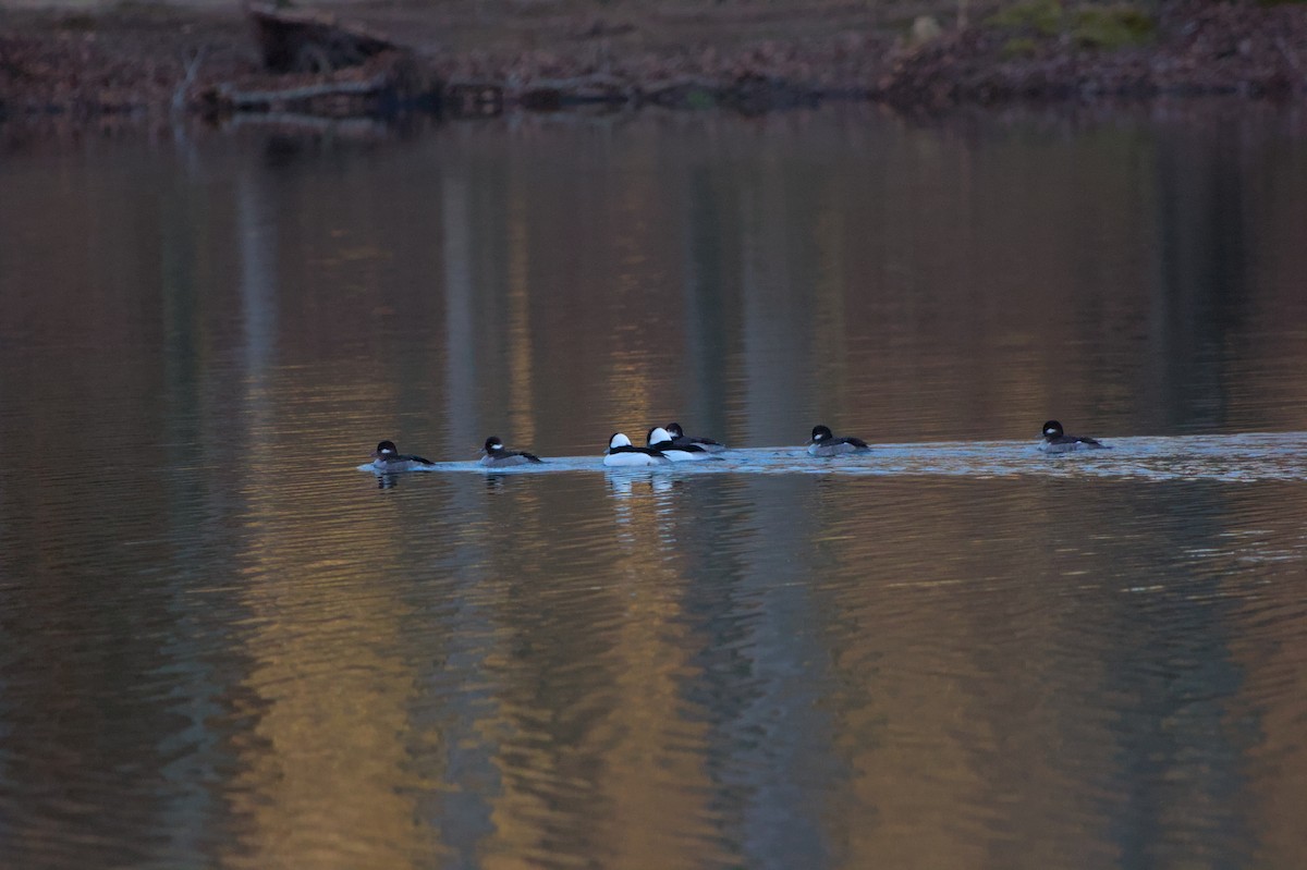 Bufflehead - ML615807330