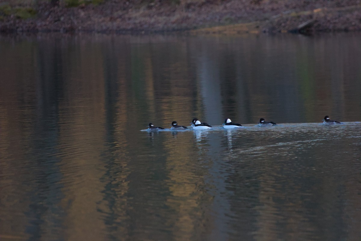 Bufflehead - ML615807331