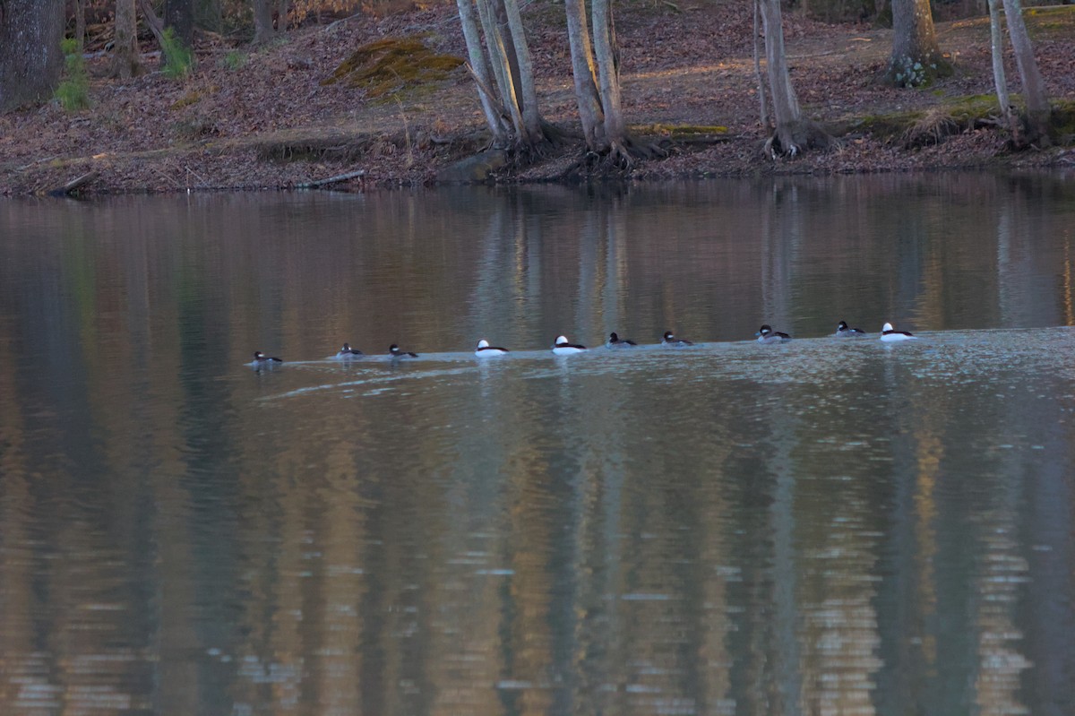Bufflehead - ML615807332