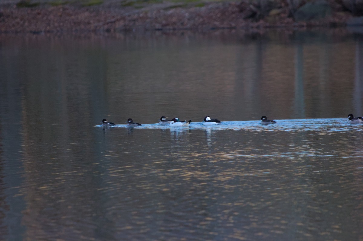Bufflehead - ML615807333